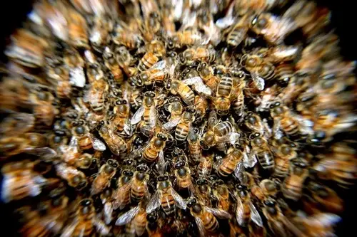 honey dressing for wound